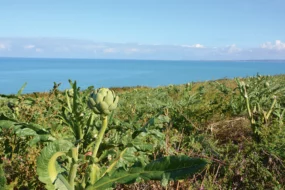 production-mauvaise-legume-chou-fleur-artichaut