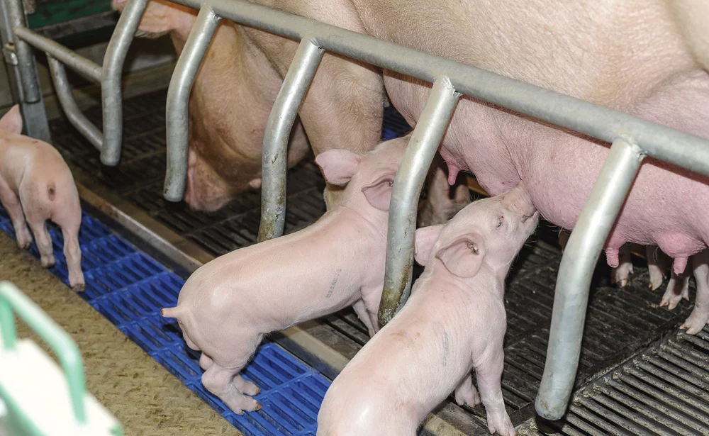 production-porcine-emploi-formation - Illustration Le recrutement s’élargit en production porcine