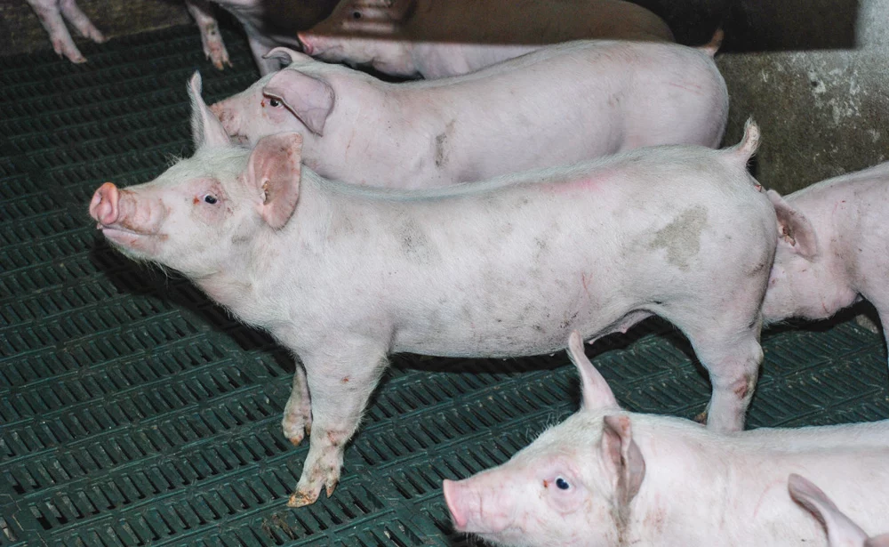 production-porcs-sans-antibiotique-danois - Illustration Porcs : la production sans antibiotiques
