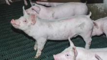 production-porcs-sans-antibiotique-danois