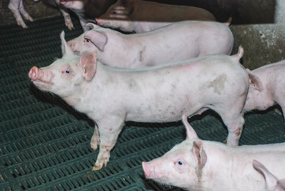 Photo of Porcs : la production sans antibiotiques