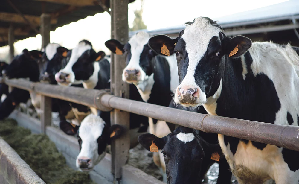 production-prix-lait - Illustration Lait : les charges plombent les résultats