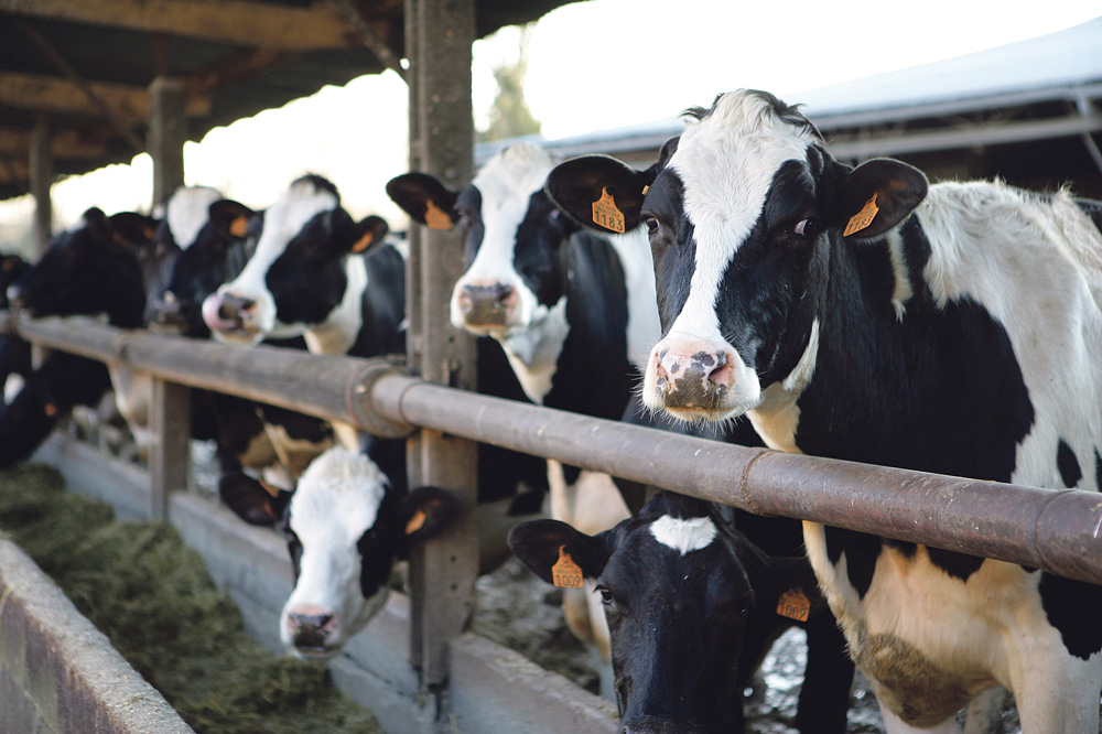 production-prix-lait - Illustration Lait : les charges plombent les résultats