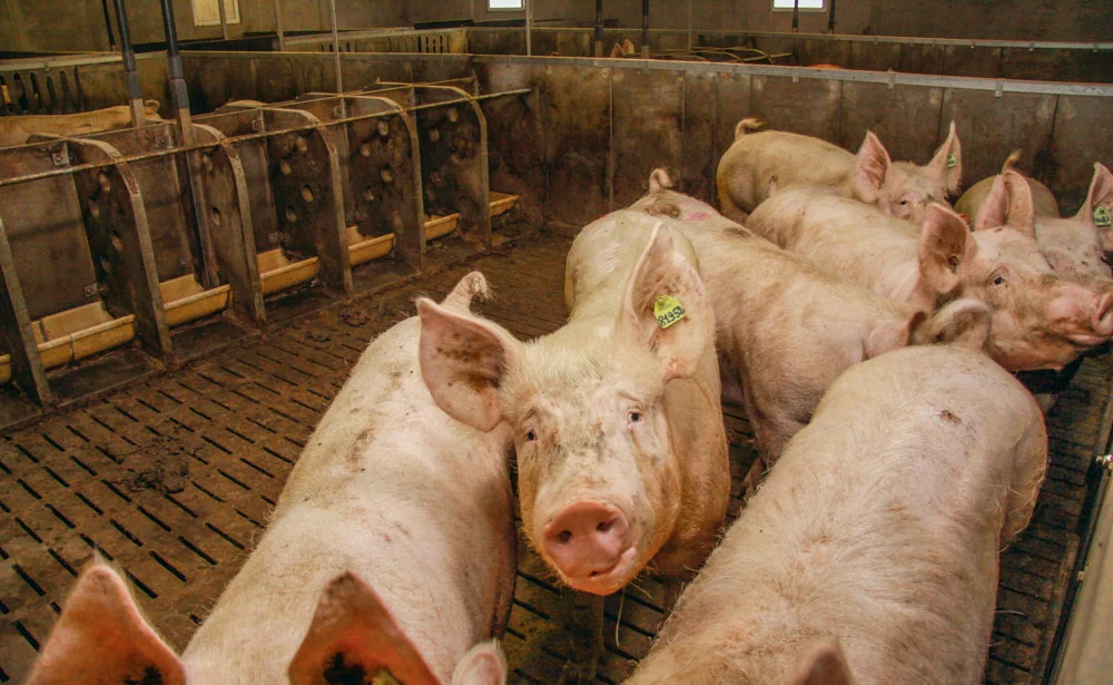 production-prix-porc - Illustration Porc : un coût de production porcin record en 2013-2014