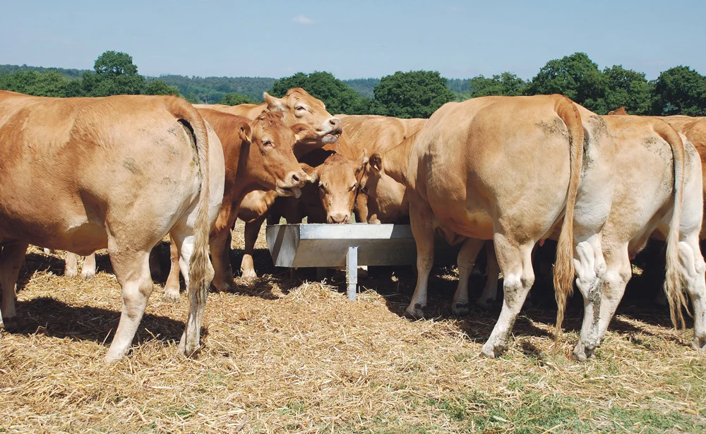production-viande-bovine-performance-animale - Illustration Viande bovine : l’intensification comme levier de rentabilité