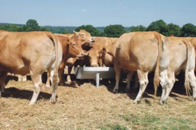 production-viande-bovine-performance-animale