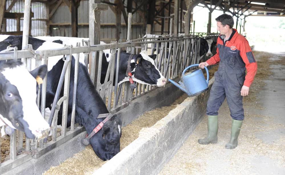 ration-alimentation-vache-allaitante - Illustration Le nutritionniste aide à atteindre les objectifs