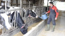 ration-alimentation-vache-allaitante