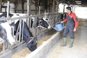 ration-alimentation-vache-allaitante