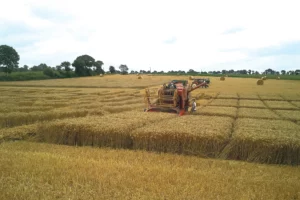 recolte-essai-glomel-ble-triticale