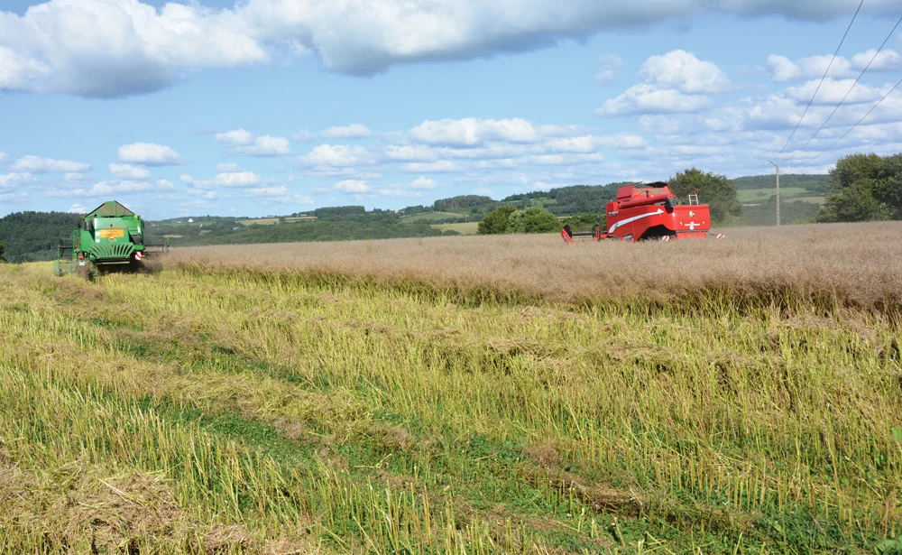 rendement-colza - Illustration Colza : des rendements décevants mais dans la moyenne