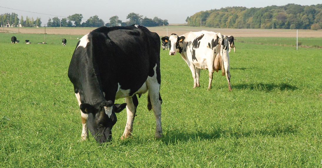 resultat-economique-lait-bio - Illustration Les clés du succès en lait bio