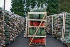 Emballés, les sapins sont prêts à être livrés