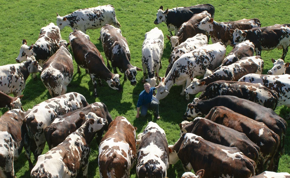 troupeau-normande-vente-calvados-lait - Illustration Vente totale d’un troupeau normand dans le Calvados