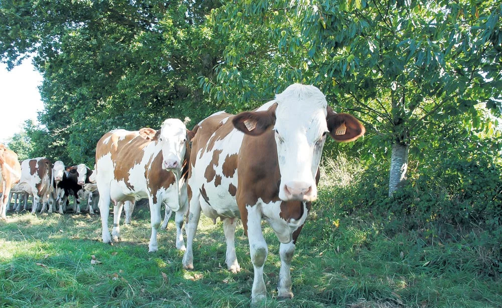 vaches-herbe-ombre - Illustration Pour que les vaches passent un bon été