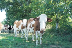 vaches-herbe-ombre