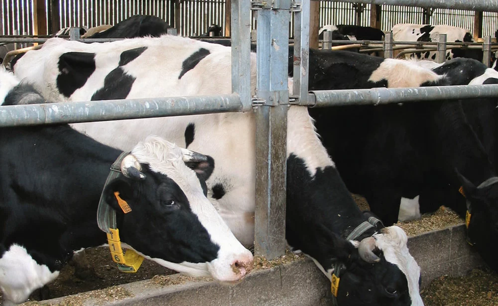 vaches-laitieres-lait - Illustration Lait : Être intensif par vache laitière et efficace économiquement