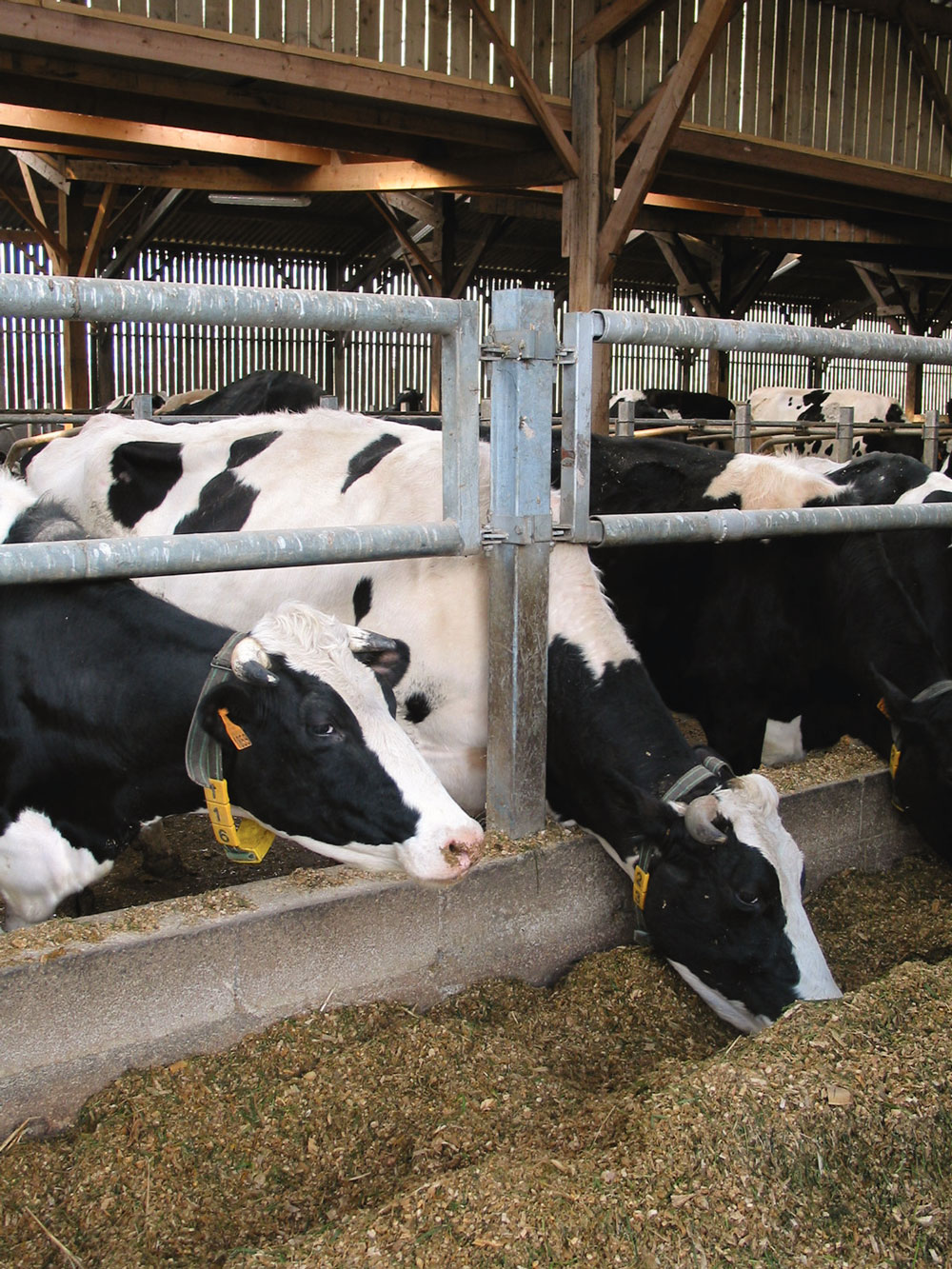 vaches-laitieres-lait - Illustration Lait : Être intensif par vache laitière et efficace économiquement
