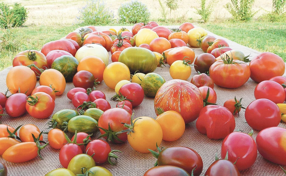  - Illustration Des tomates de toutes les couleurs aux Jardins de Kerhan