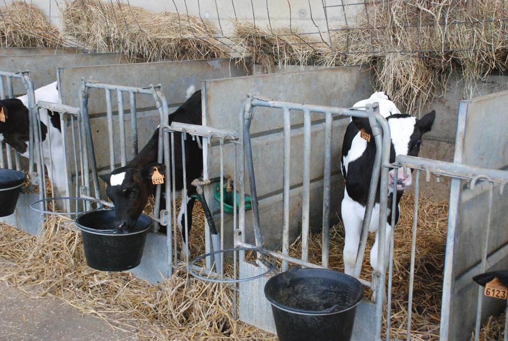 veaux-cases-poudre-lait - Illustration Bien choisir sa poudre de lait