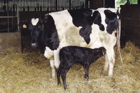 velage-vache-laitiere-sante-animale