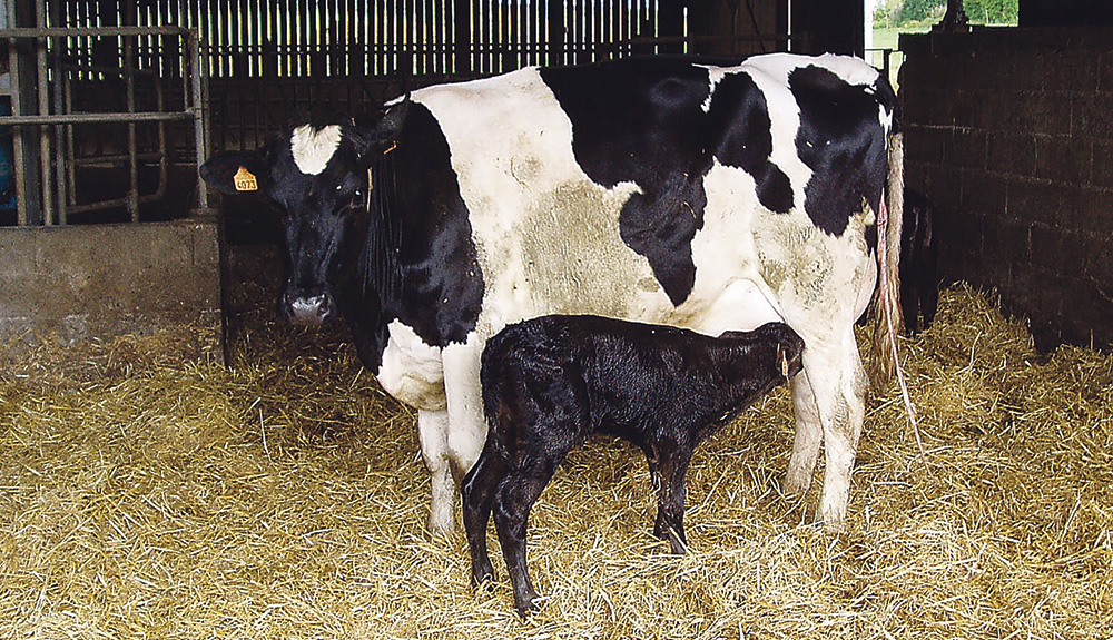 velage-vache-laitiere-sante-animale - Illustration Le péripartum, critique pour l’immunité