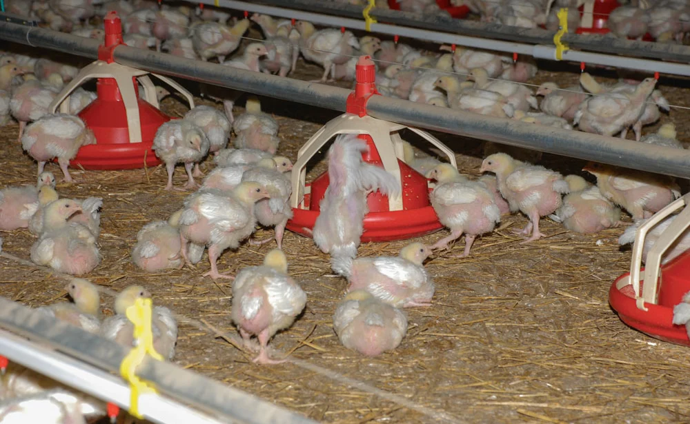 volaille-aviculture - Illustration Aviculture : la filière export a besoin de subventions