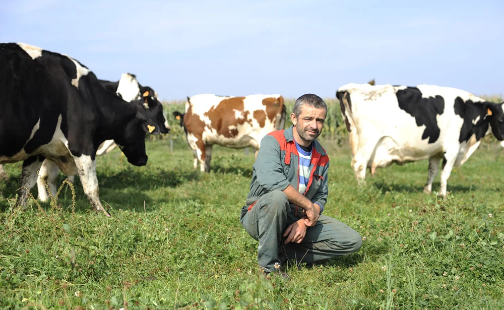 yann-rolland-prairie-herbe-allaitante - Illustration «Je conduis laitières et allaitantes sur un foncier accessible»