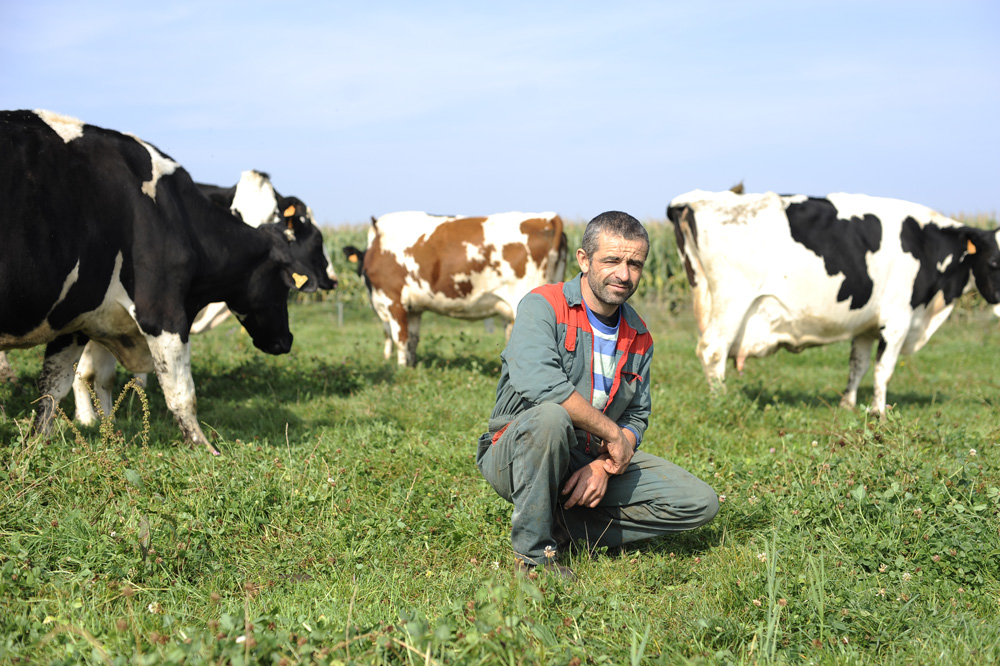 yann-rolland-prairie-herbe-allaitante - Illustration «Je conduis laitières et allaitantes sur un foncier accessible»