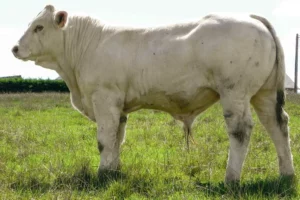 Lancelot-charolais