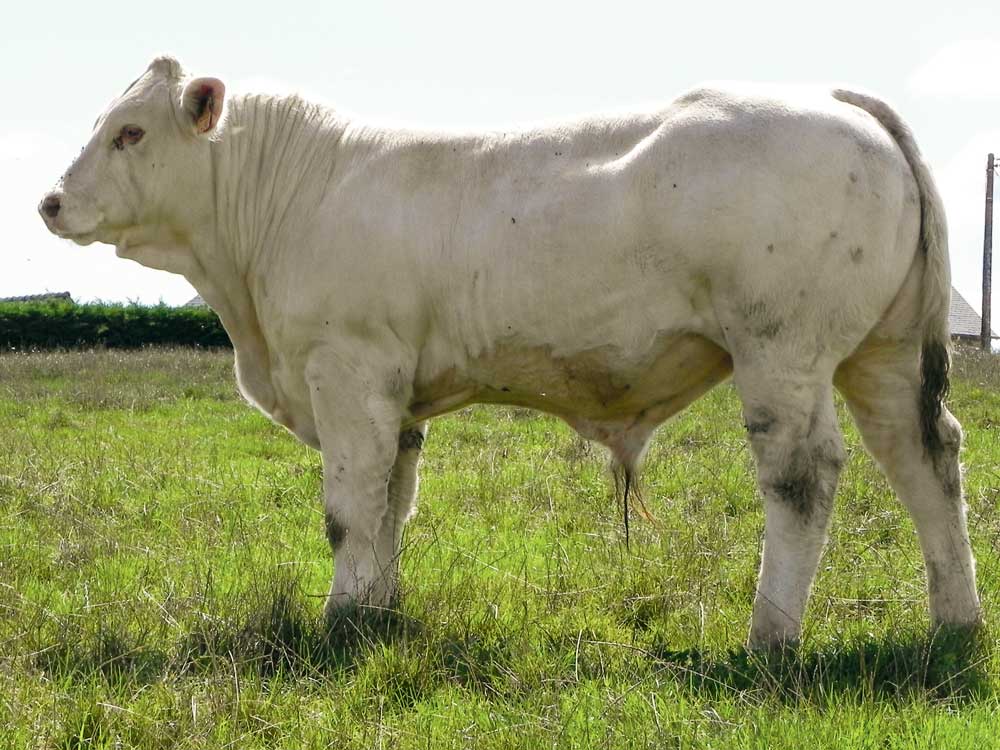 Lancelot-charolais - Illustration Un veau de Guipry recruté par Charolais Univers