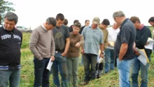 agriculteur-echalotte-menhir-legume-plouescat