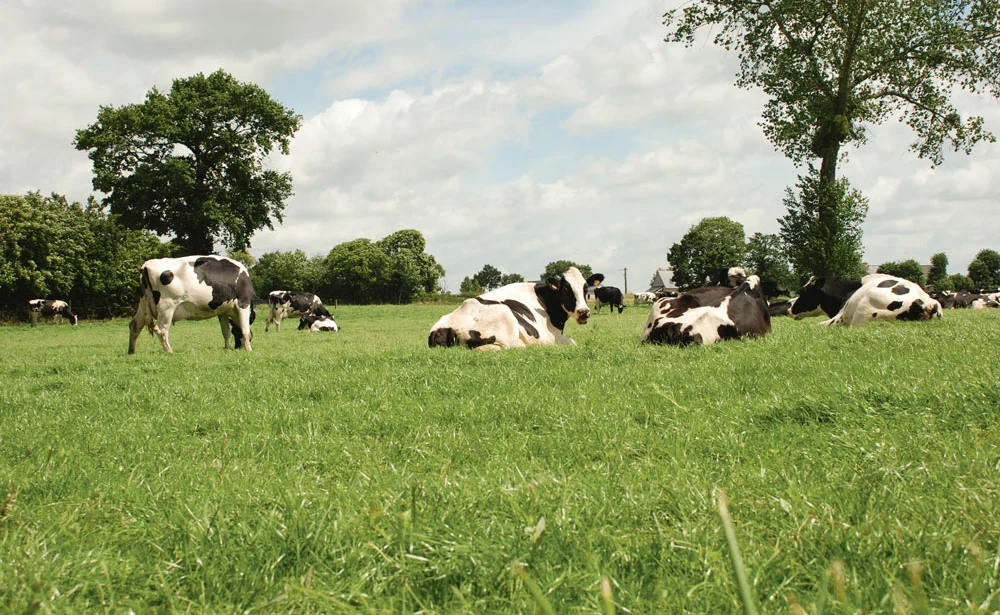 agriculture-climat-gaz-effet-serre-vache-prim-holstein - Illustration L’agriculture attendue sur le climat