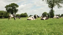 agriculture-climat-gaz-effet-serre-vache-prim-holstein