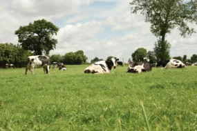 agriculture-climat-gaz-effet-serre-vache-prim-holstein