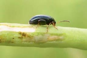 altise-colza-pyrethrinoide-insecte-automne-charancon