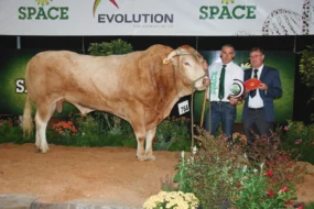 blonde-aquitaine-concours-bovin-space-2015-helios-olivier-tarleve