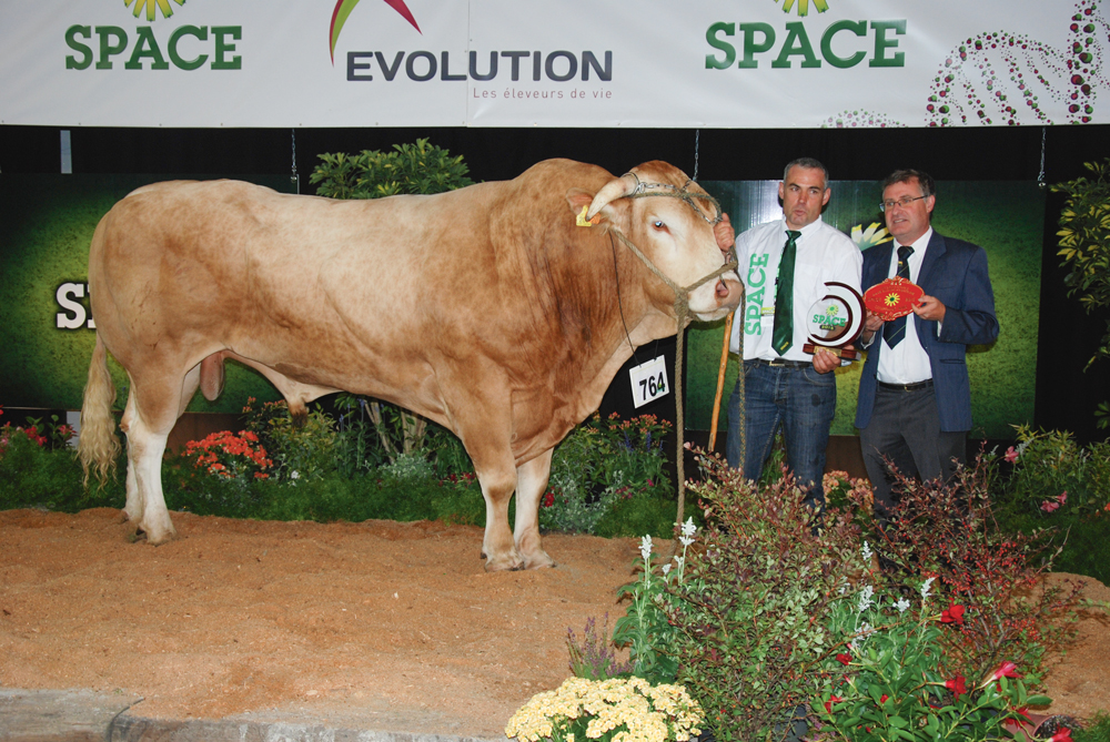 blonde-aquitaine-concours-bovin-space-2015-helios-olivier-tarleve - Illustration Le taureau Hélios rayonne au Space