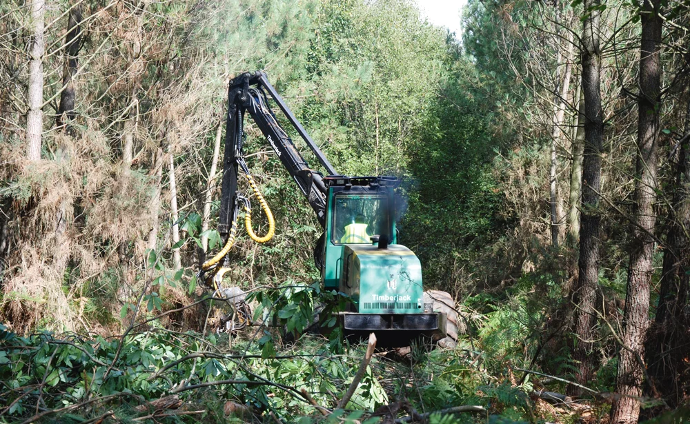 breizh-foret-bois-reboissement-essence-productive-bretagne - Illustration Breizh Forêt Bois : la forêt bretonne en quête de jeunes pousses