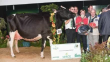 cendrillon-space-2015-championne-prim-holstein