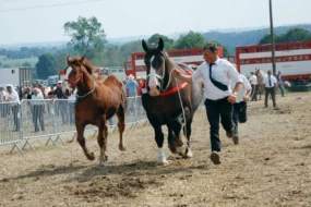 cheval-breton-fete-JA