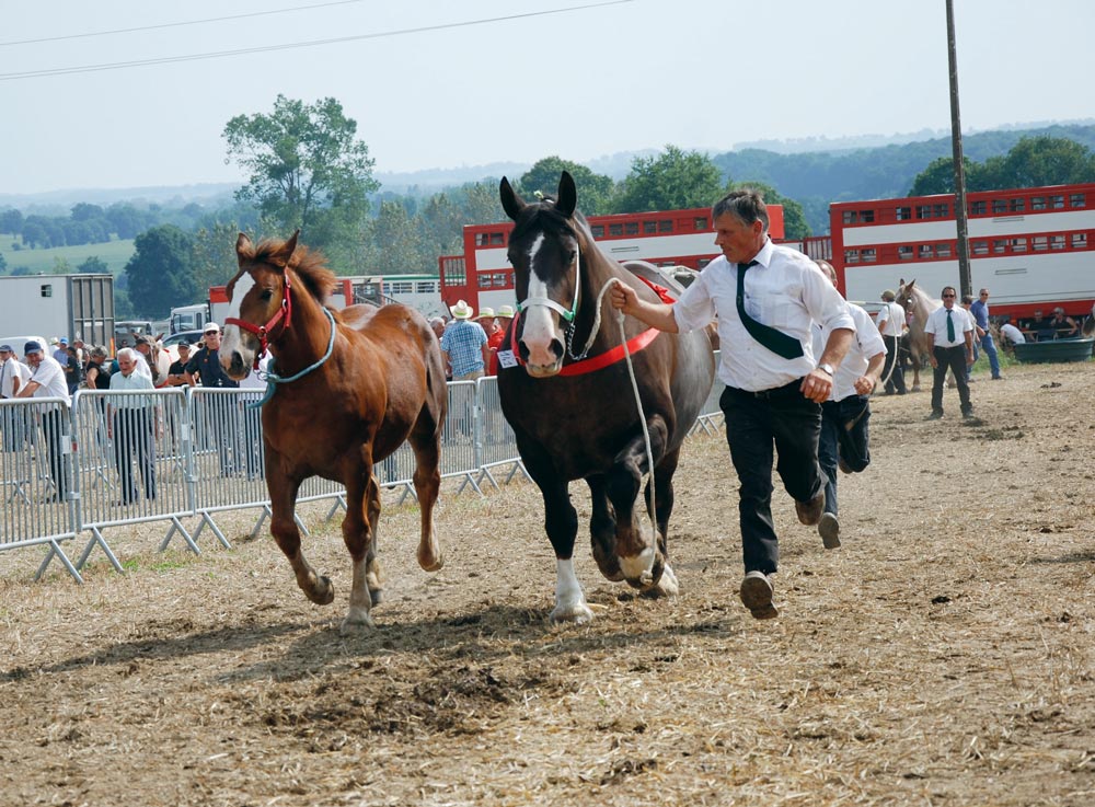 cheval-breton-fete-JA - Illustration Une forte affluence sur les deux jours de fête