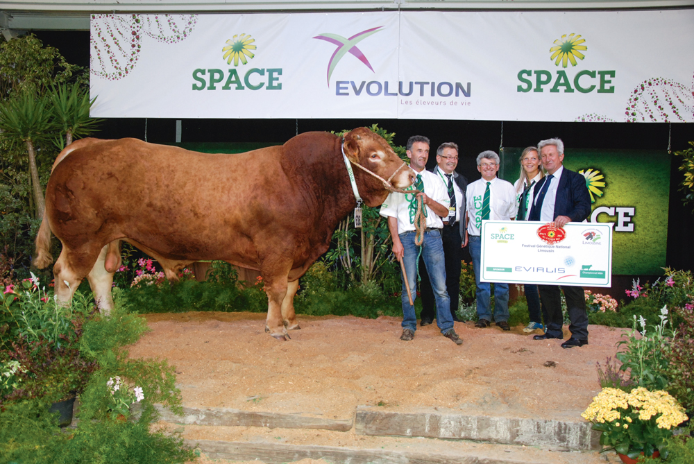 concours-bovin-limousine-space-2015-grimpy-td - Illustration Grimpy, copropriété d’éleveurs bretons, se hisse au sommet