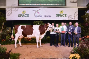 concours-bovin-space-2015-montbeliarde