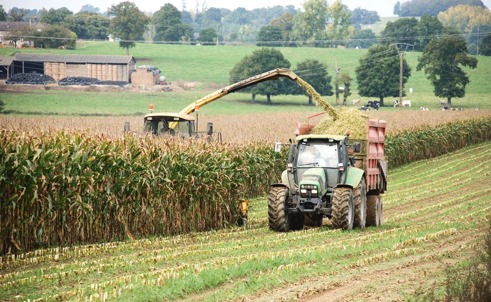 date-recolte-ensilage-mais - Illustration Les premiers chantiers de récolte de maïs aux portes de la Bretagne