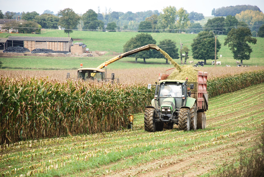 date-recolte-ensilage-mais - Illustration Les premiers chantiers de récolte de maïs aux portes de la Bretagne