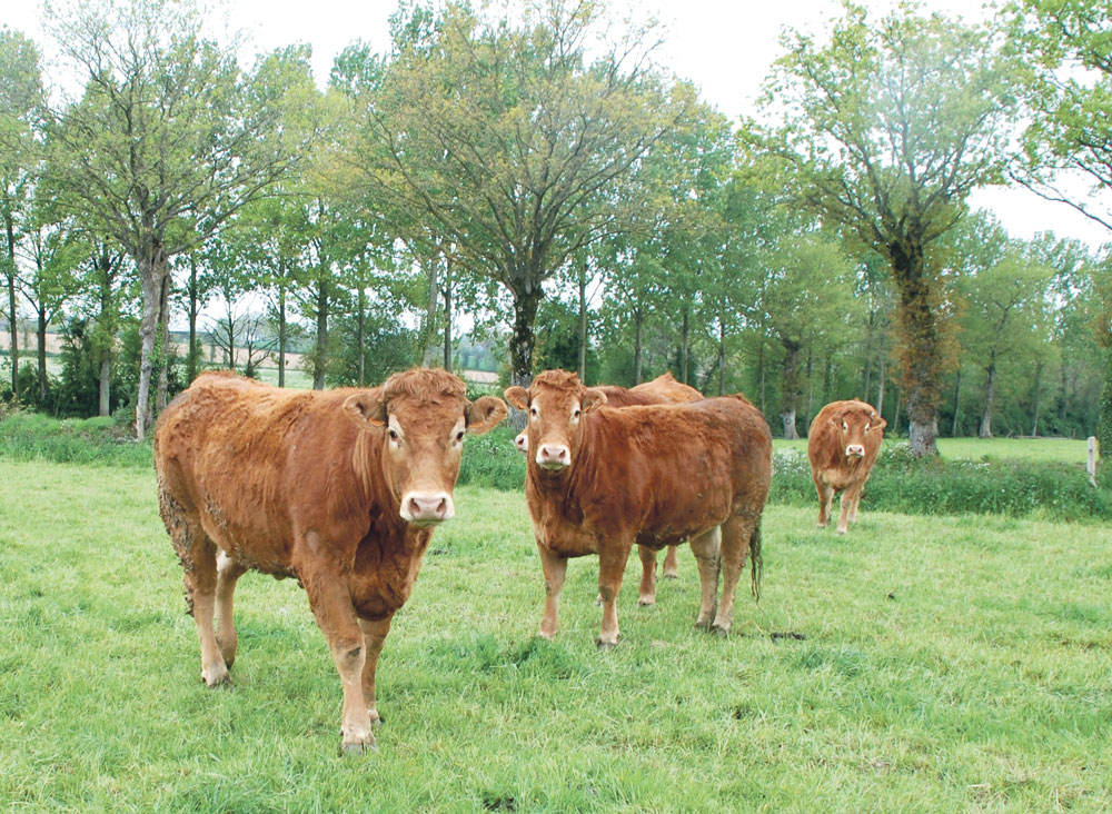 genisse-primee-aide-elevage - Illustration Se préparer à la fin des génisses primées