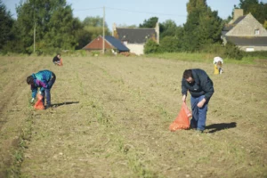 glanage-solidaire-fruit-legume-non-recolte-agriculteur-social