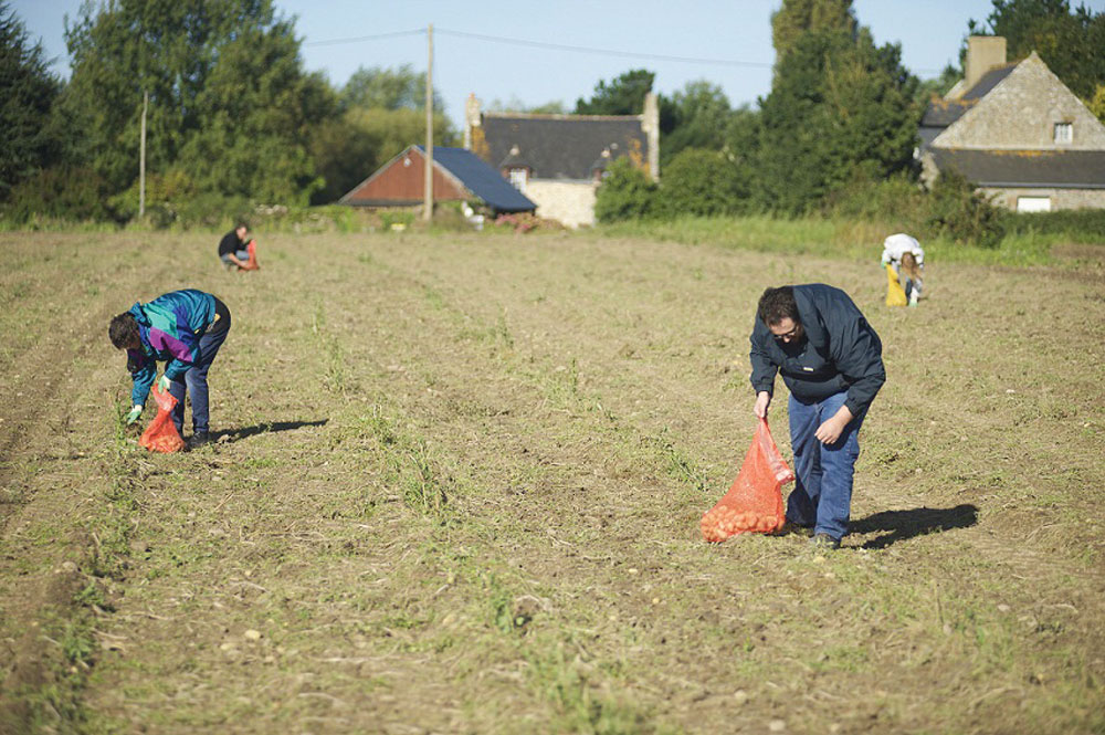 glanage-solidaire-fruit-legume-non-recolte-agriculteur-social - Illustration Une charte pour développer le glanage solidaire