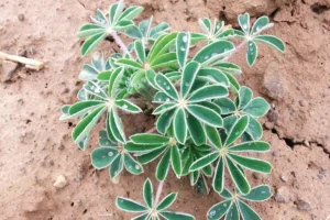 implantation-reussite-culture-lupin